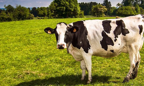 SmartAgri, kossa på grönbete